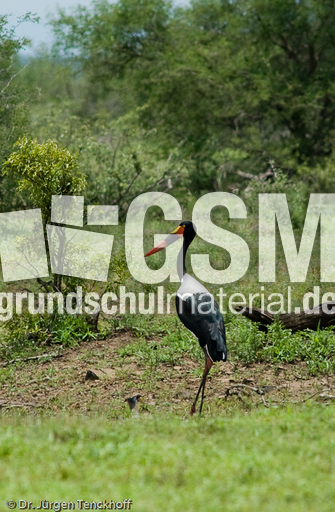 Sattelstorch (6 von 9).jpg